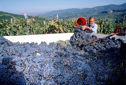 Orcia Doc: una vendemmia da decennale