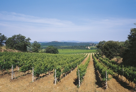 Bruchi: "La vendemmia 2010 partirà in ritardo