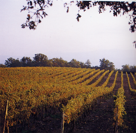 Montalcino: 3 giorni per parlare di "Vino e cambiamenti"