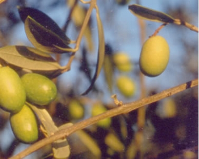 L’olio del Monte Cetona alla conquista dell’Italia