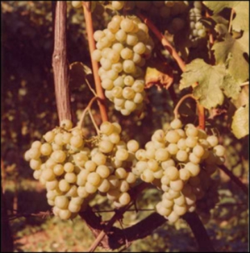 Vernaccia? Val bene una laurea 110 e lode