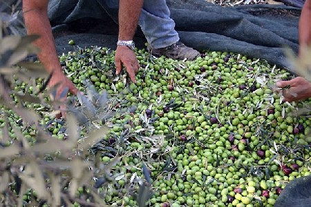 Raccolta delle olive nel senese: meno olio ma di qualità