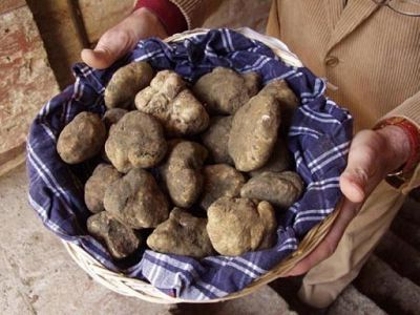 Tartufo bianco delle Crete: buona qualità e prezzi stabili