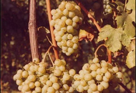 Vernaccia: buona vendemmia e tenuta sui mercati