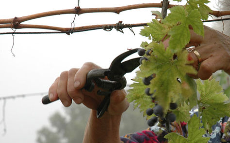 Nuovi controlli sul vino: critici i produttori del Chianti