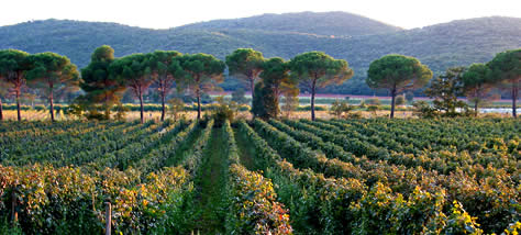 Tra i migliori Syrah del mondo quello toscano di Gragnano