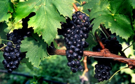 Simposio internazionale sul Sangiovese. A Firenze