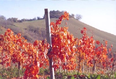 Tre Bicchieri agli Agricoltori del Chianti Geografico