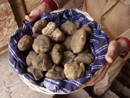 Tartufo da assaporare: il gusto viaggia tra Siena e San Giovanni d’Asso