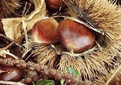 Tempo d’autunno, tempo di prodotti del bosco a Vivo d’Orcia