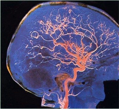 Il cervello e i comportamenti sociali, seminario alle Scotte