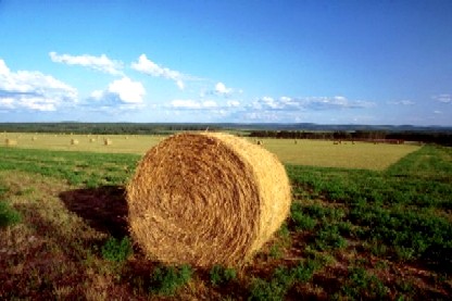 La Provincia avvia una selezione per progetti di comunicazione per il settore agricolo