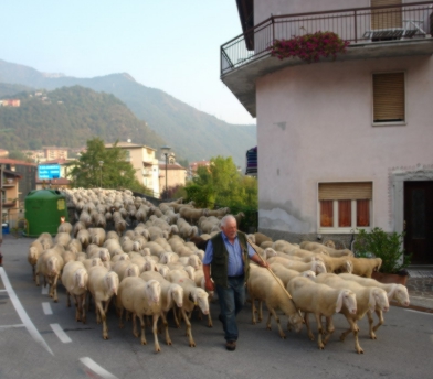 Transumanza, quando le pecore passavano da Piazza del Campo