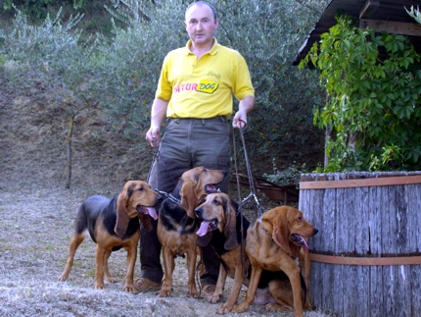 Cani in gara a Radicondoli nella Coppa Bleu de Gascogne