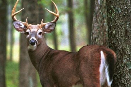 Caccia ai cervidi: convegno promosso dall’Arci Caccia Toscana