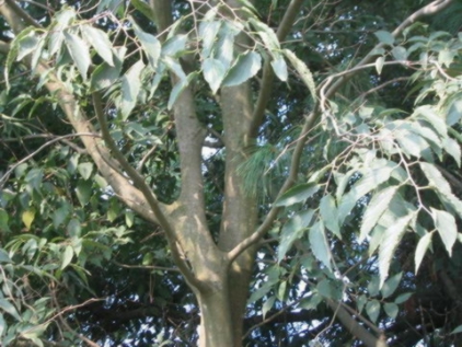 Gli anziani addobbano in modo speciale l’albero del "Bagolaro"