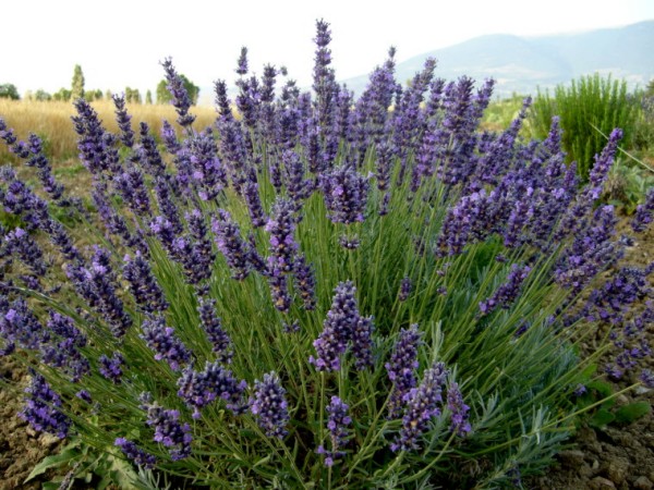 E’ nata la prima tisana della Val d’Orcia