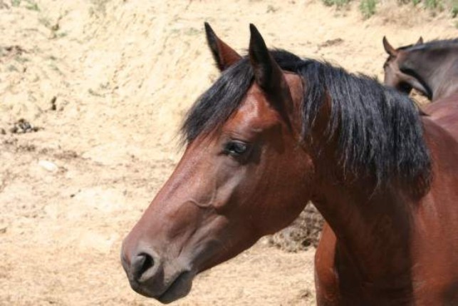 Cavalli da Palio, approvato il protocollo per l’erogazione degli incentivi