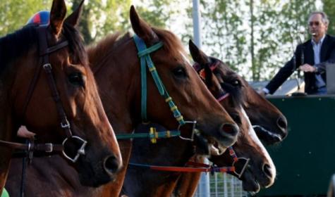 Addestramento dei cavalli da palio a Mociano