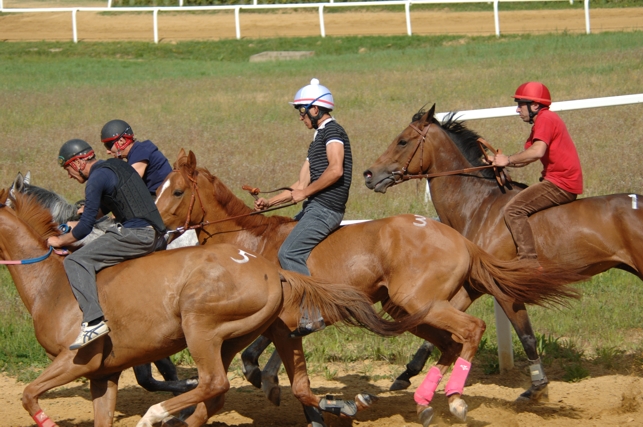 Cavalli da Palio in addestramento a Monteroni