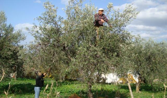 Raccolta delle olive, un opuscolo dell’Usl per eviare gli infortuni