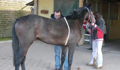 Palio: novità già dalla carriera del 2 luglio