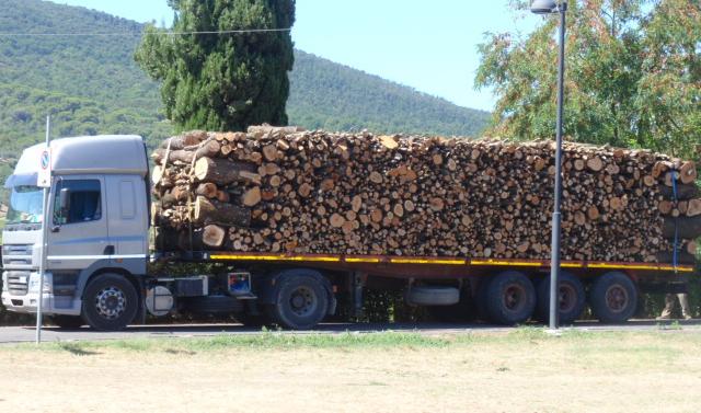 Italia Nostra denuncia lo scempio degli alberi