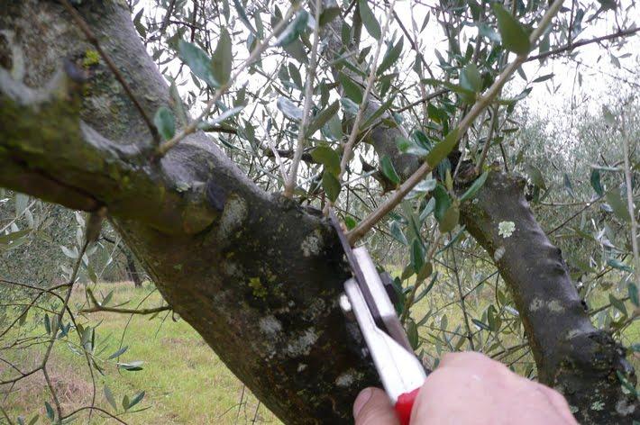 Monteriggioni: chiesto lo stato di calamità per i danni all’olivocoltura