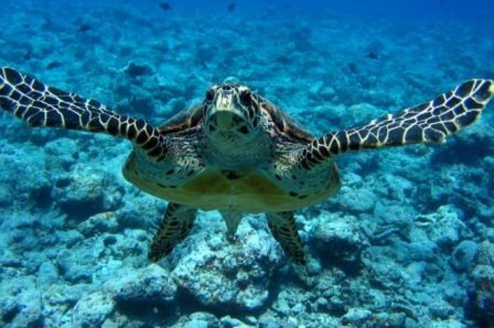 Tartarughe marine, cetacei e uccelli marini "sentinelle" della salute del Mediterraneo