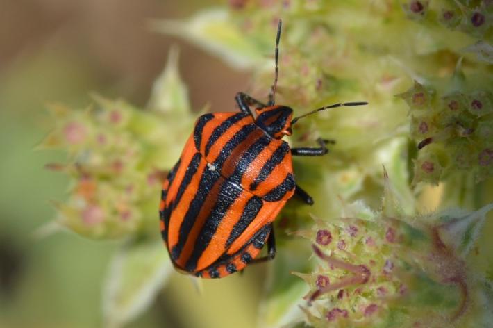 L’entomologia svela i suoi segreti a "Shine"