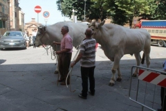 palio 2 luglio 2018 drago (21)