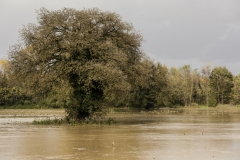 Esondazione Fiume Merse tra Orgia e Palazzo a Merse (3)