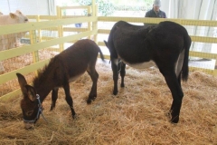 rural biodiversità agricola 2017 (6)