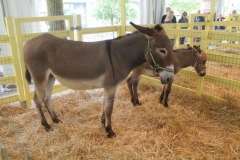 rural biodiversità agricola 2017 (7)