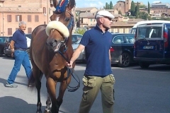 barbaresco e cavallo del nicchio (2)