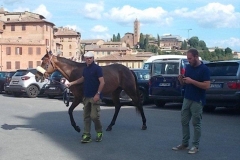 barbaresco e cavallo del nicchio